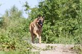 MALINOIS 437